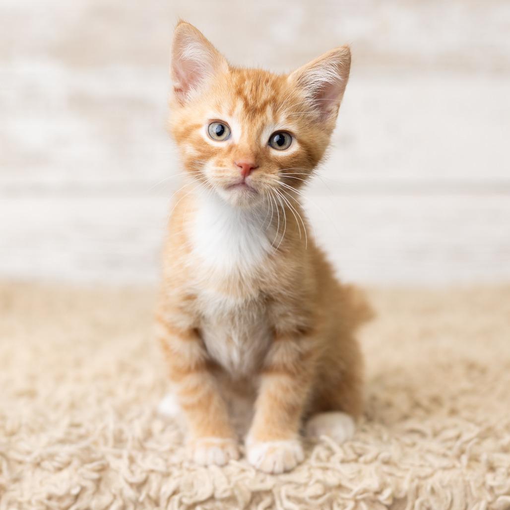 Pfau, a Adoptable Domestic Short Hair in St. Paul, MN image 2/6