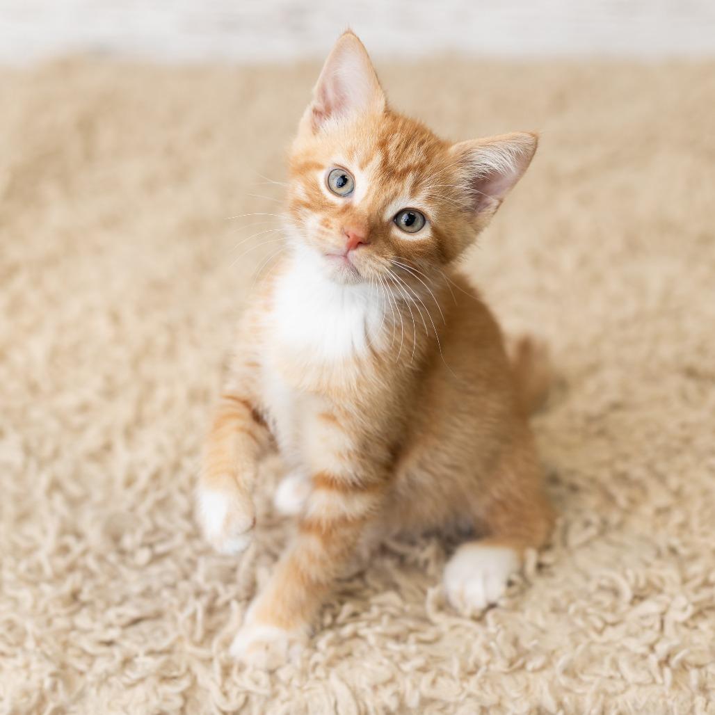 Pfau, a Adoptable Domestic Short Hair in St. Paul, MN image 3/6