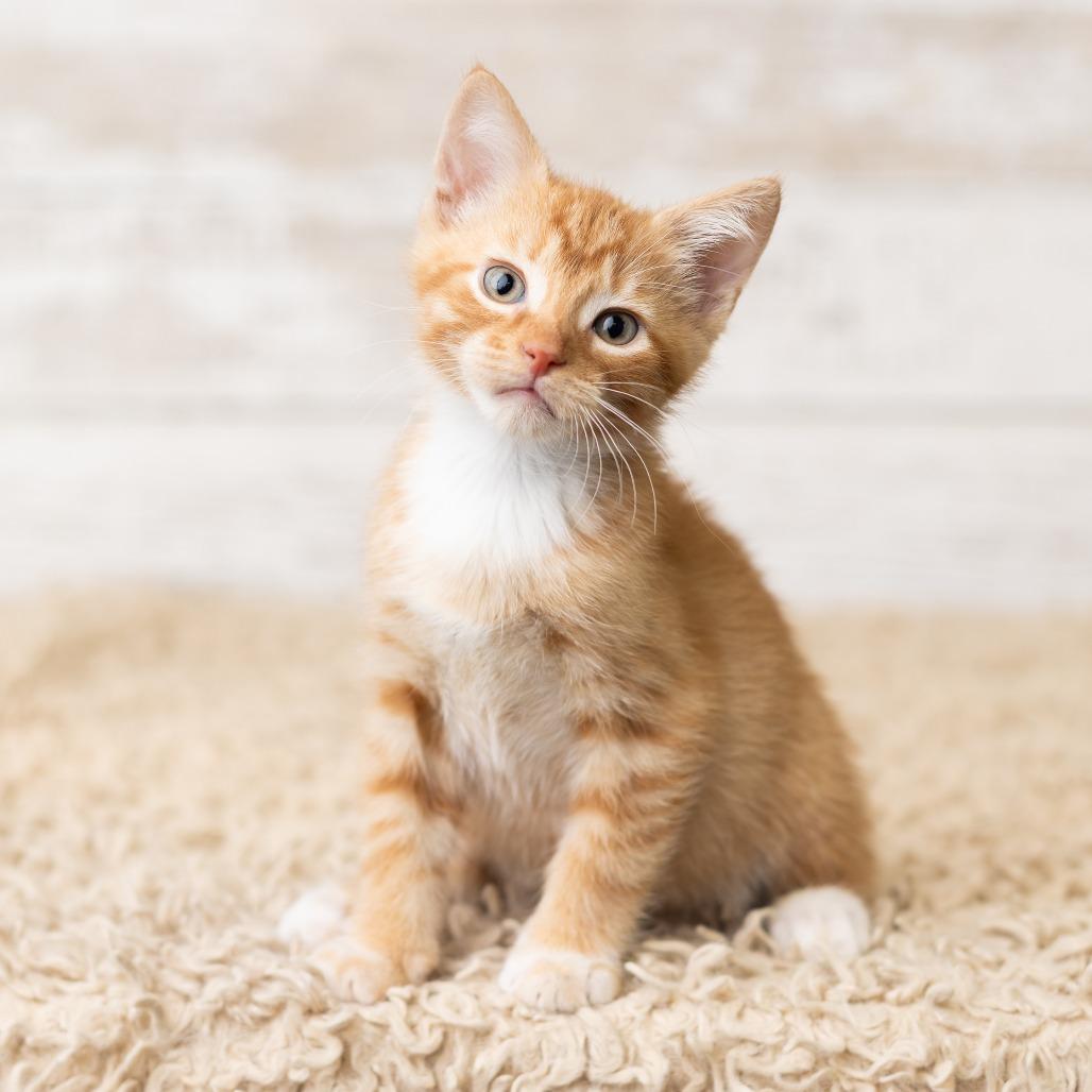 Pfau, a Adoptable Domestic Short Hair in St. Paul, MN image 4/6