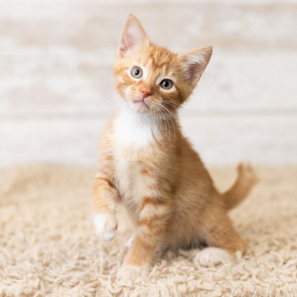 Pfau, a Adoptable Domestic Short Hair in St. Paul, MN image 5/6
