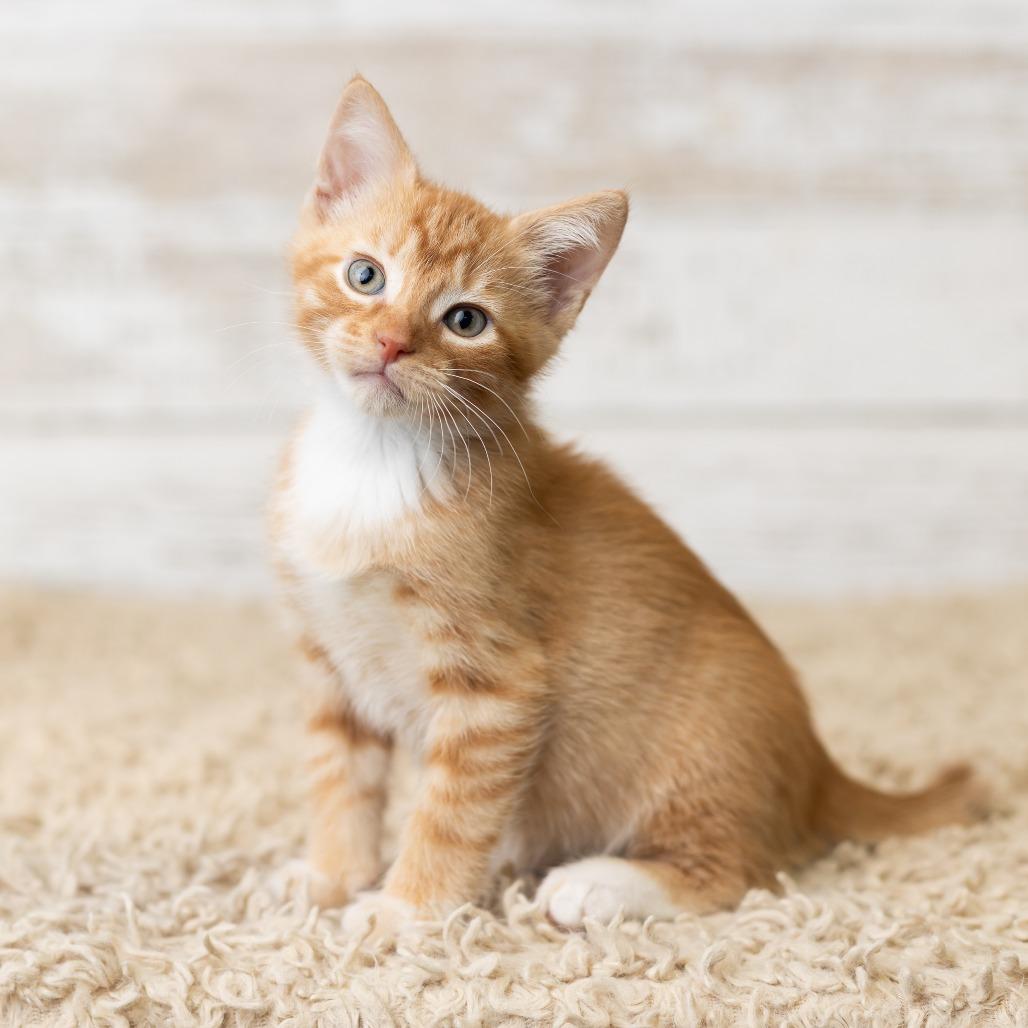 Pfau, a Adoptable Domestic Short Hair in St. Paul, MN image 6/6
