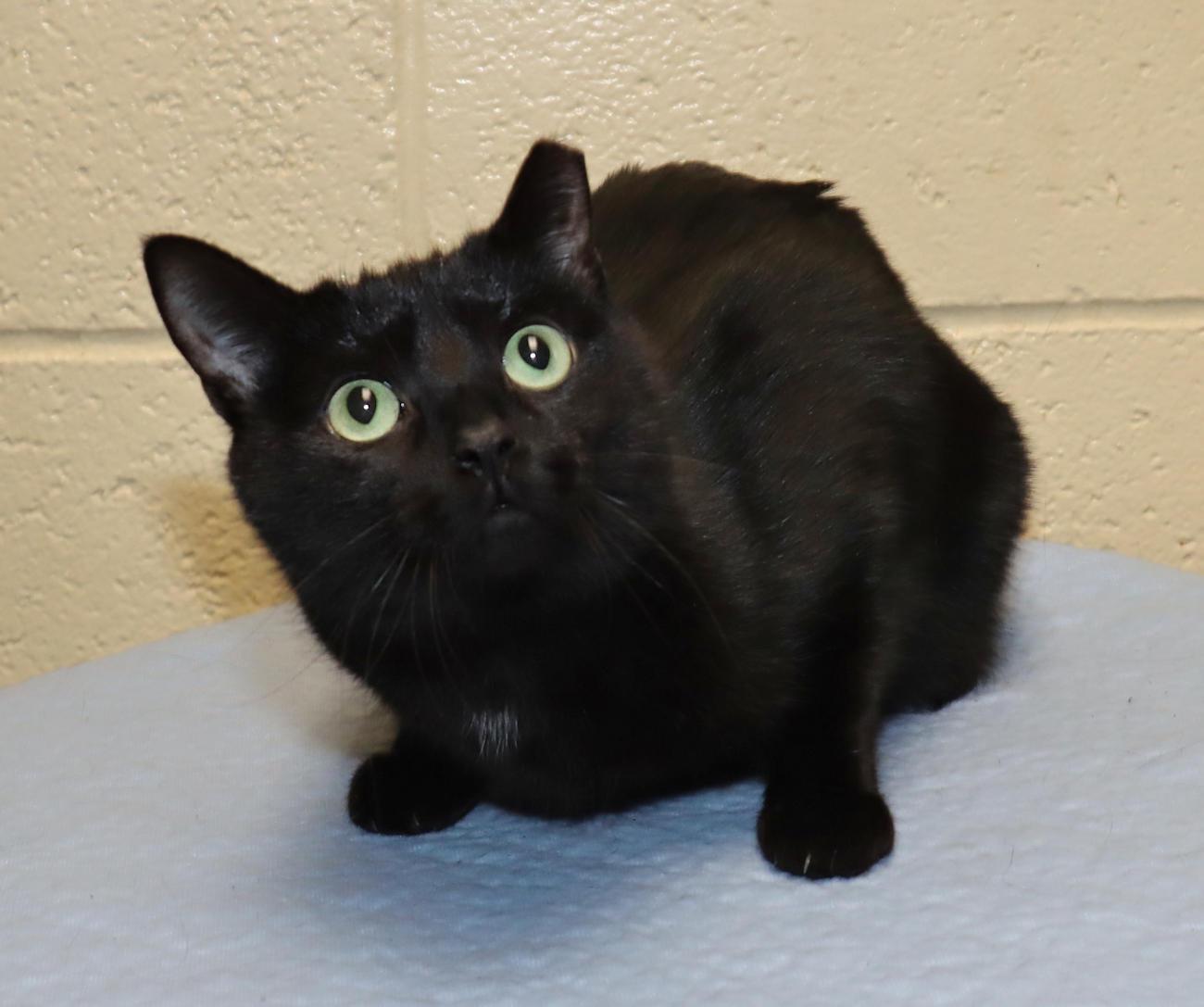 Enlarge Squirt, a ADOPTABLE Domestic Short Hair in Euclid, OH image 3/6