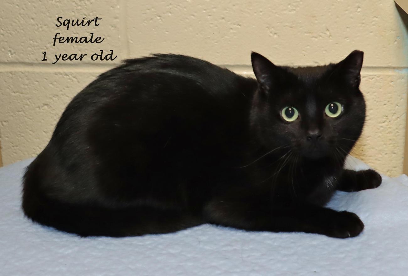 Enlarge Squirt, a ADOPTABLE Domestic Short Hair in Euclid, OH image 2/6