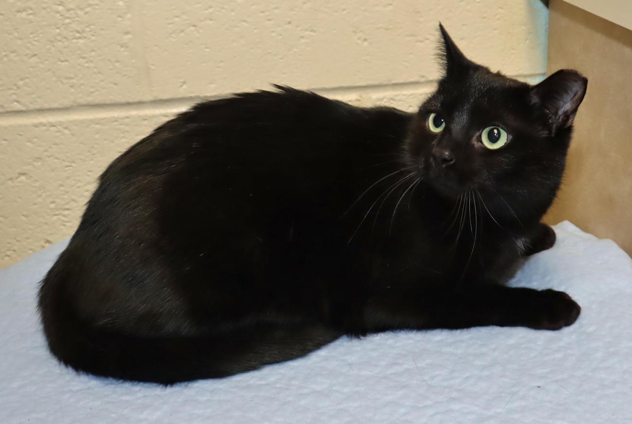 Enlarge Squirt, a ADOPTABLE Domestic Short Hair in Euclid, OH image 4/6