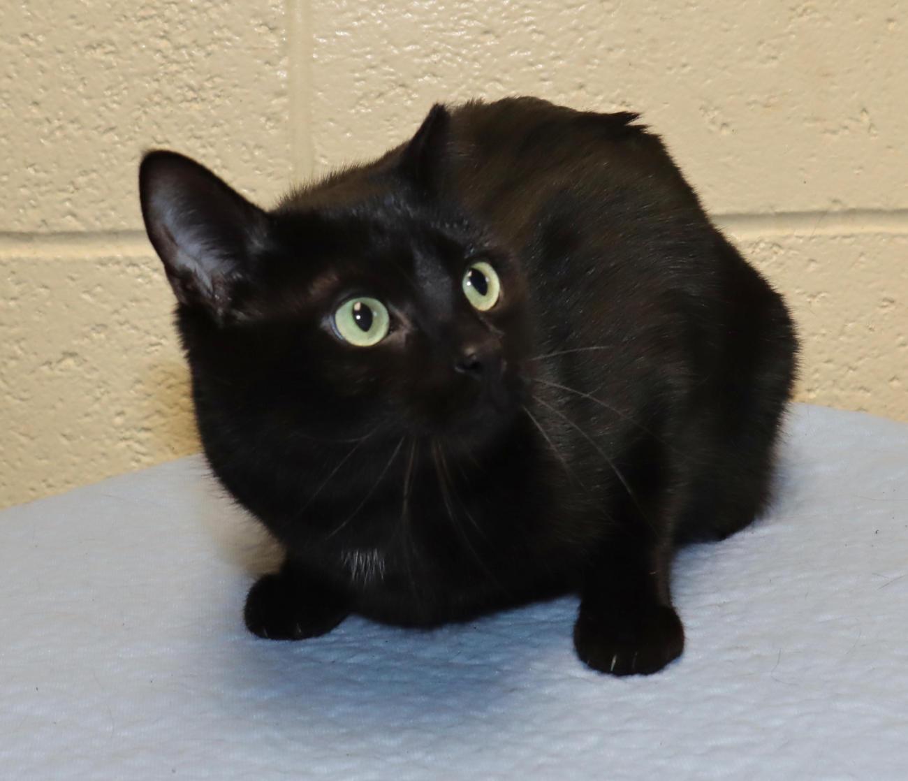 Enlarge Squirt, a ADOPTABLE Domestic Short Hair in Euclid, OH image 6/6