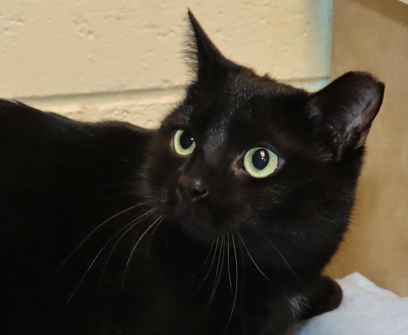 Squirt, ADOPTABLE, Young Female Domestic Short Hair.