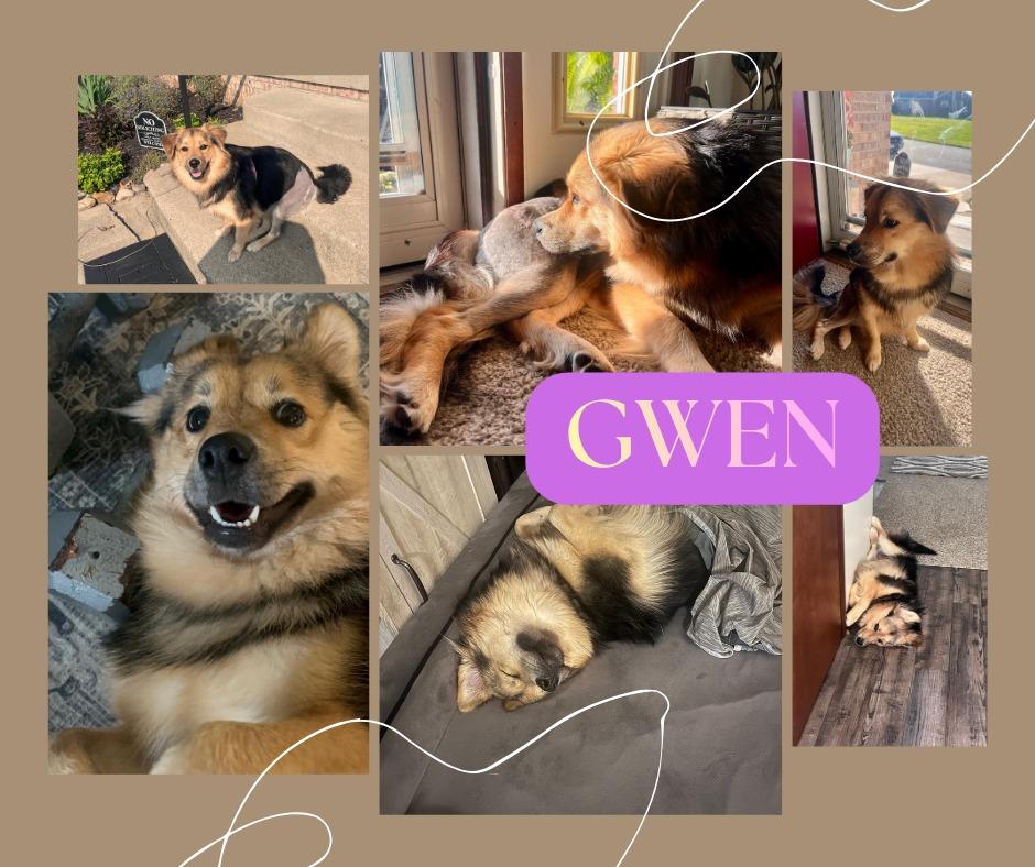 Enlarge Gwen, a Adoptable mixed breed in New Manchester, WV image 4/6