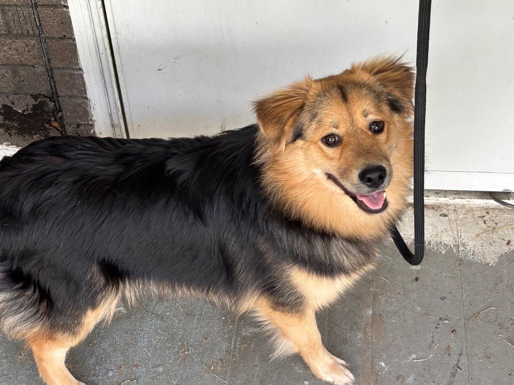 Enlarge Gwen, a Adoptable mixed breed in New Manchester, WV image 6/6