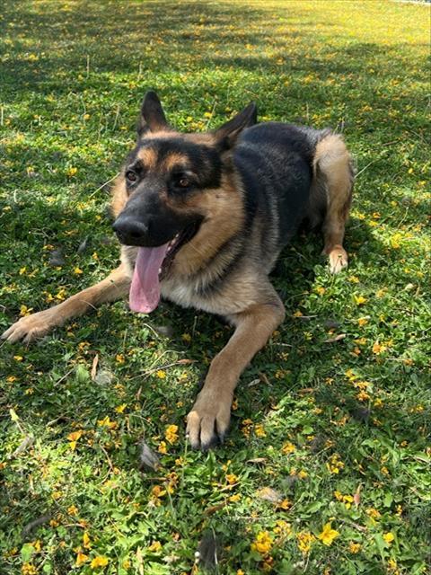 Enlarge RUPPERT, a Adoptable German Shepherd Dog in Blythe, CA image 1/1