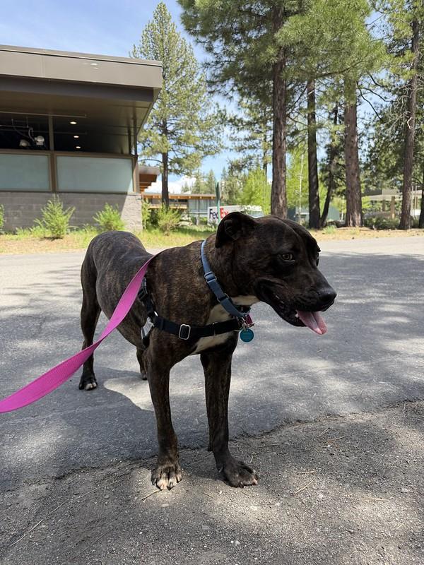 Enlarge Zack, a ADOPTABLE mixed breed in Truckee, CA image 3/3