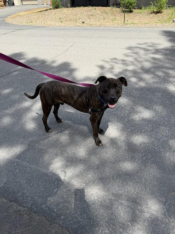 Enlarge Zack, a ADOPTABLE mixed breed in Truckee, CA image 2/3