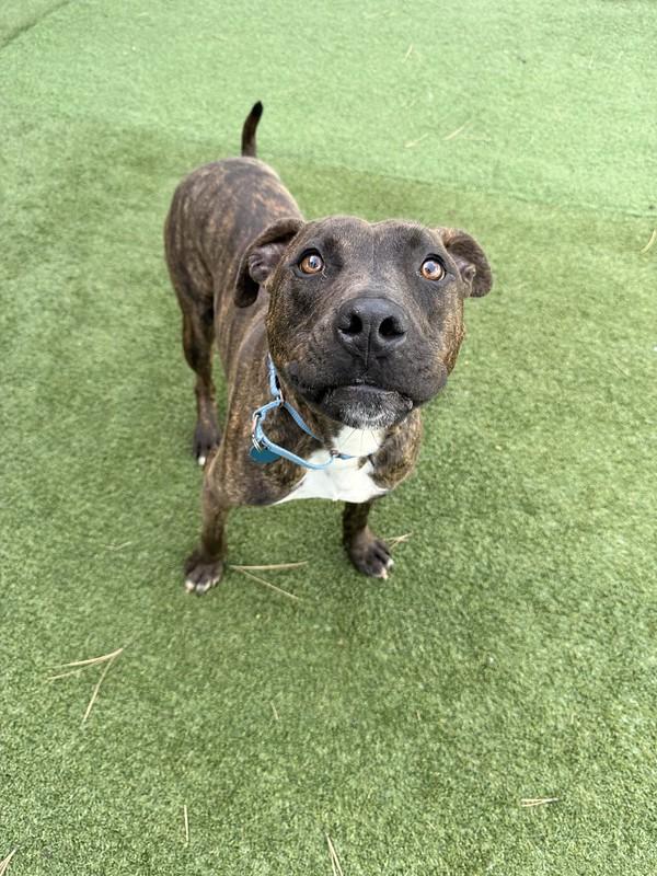 Enlarge Zack, a ADOPTABLE mixed breed in Truckee, CA image 1/3