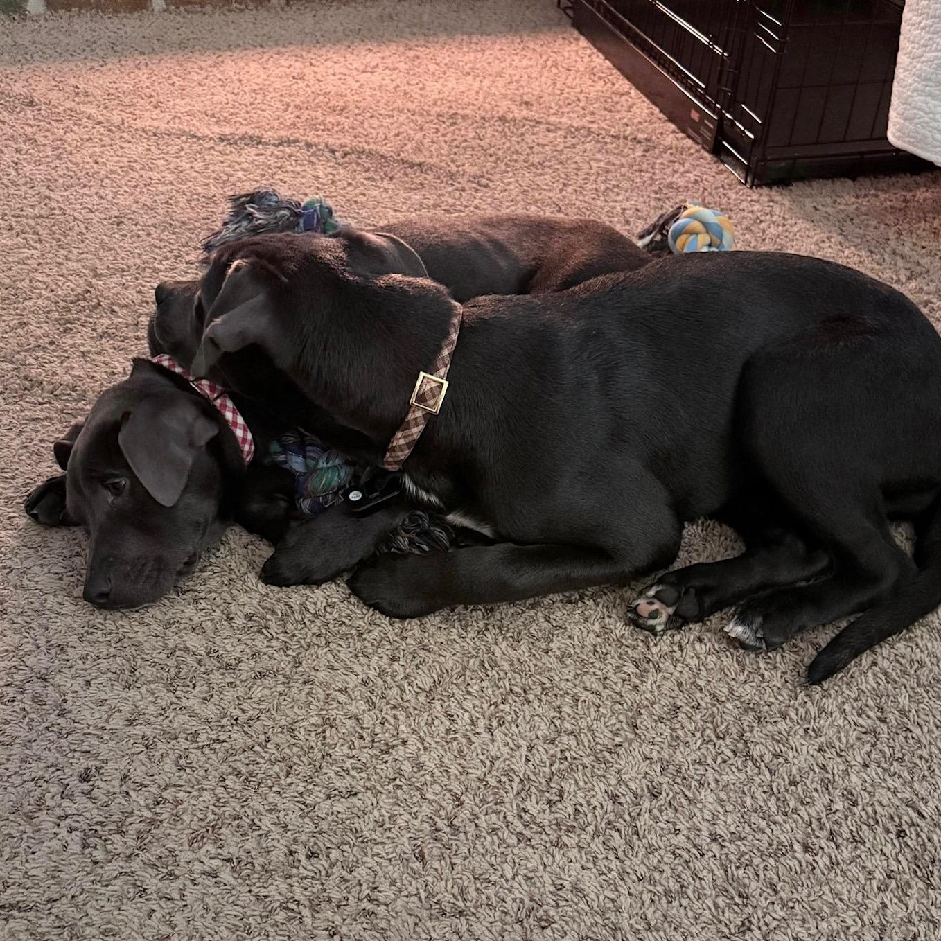 Enlarge Polar, a ADOPTABLE mixed breed in Bethlehem, PA image 2/5