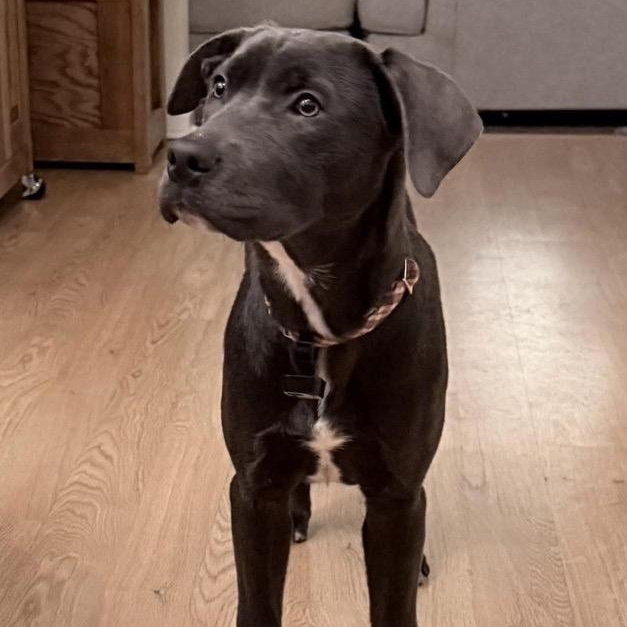 Enlarge Polar, a ADOPTABLE mixed breed in Bethlehem, PA image 1/5