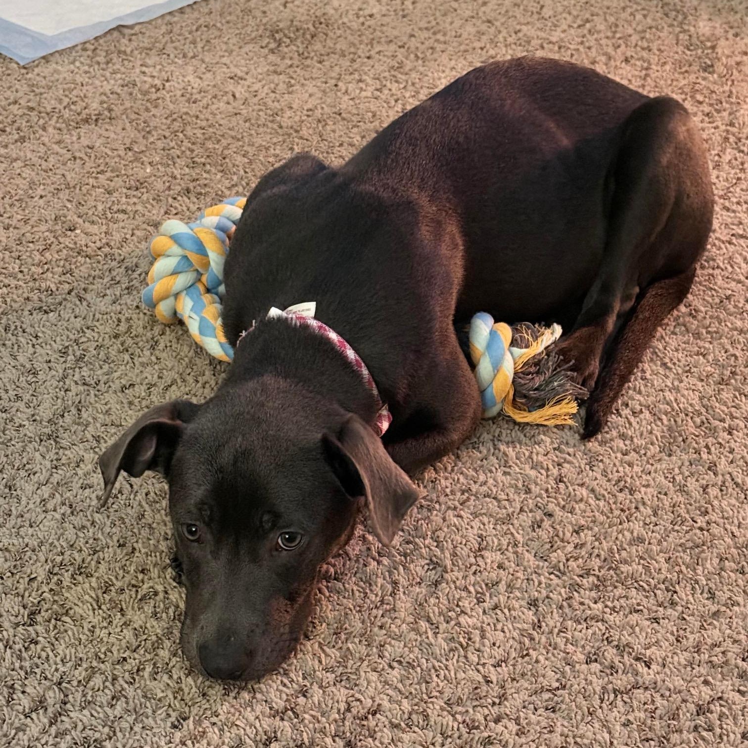 Enlarge Polar, a ADOPTABLE mixed breed in Bethlehem, PA image 4/5