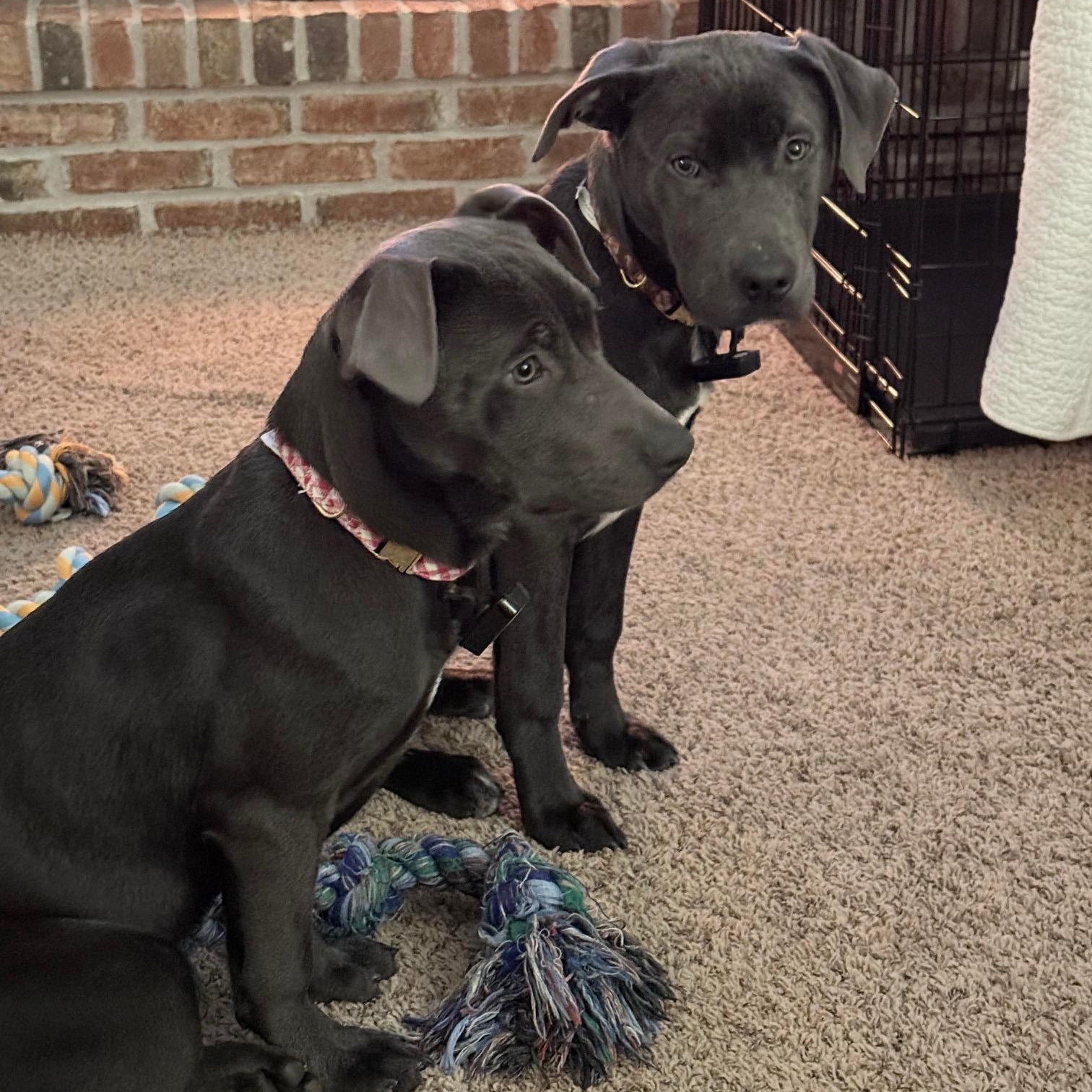 Enlarge Polar, a ADOPTABLE mixed breed in Bethlehem, PA image 5/5