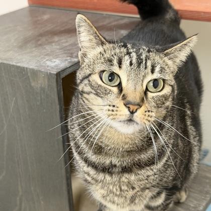 Uni, Adoptable, Adult Female Domestic Short Hair & Domestic Short Hair.