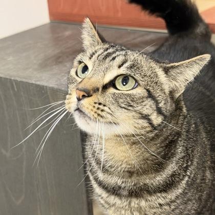 Uni, a Adoptable mixed breed in San Francisco, CA image 2/3