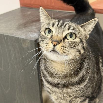 Uni, a Adoptable mixed breed in San Francisco, CA image 3/3