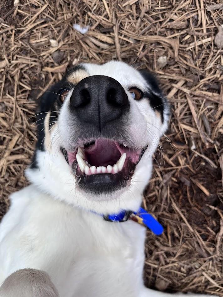Sullivan A217128, an adopted mixed breed in Plano, TX image 6/6