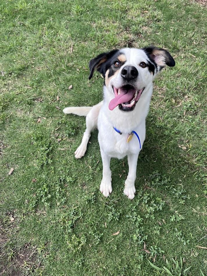 Sullivan A217128, an adopted mixed breed in Plano, TX image 2/6