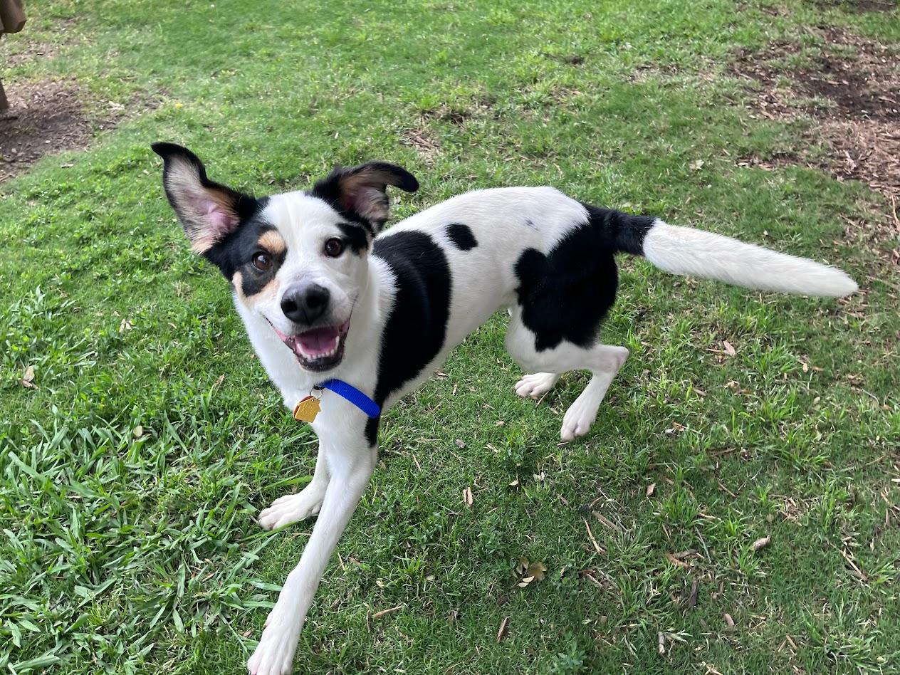Sullivan A217128, an adopted mixed breed in Plano, TX image 5/6