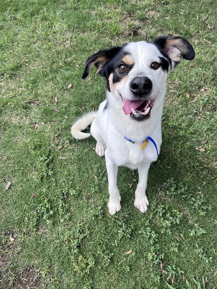 Sullivan A217128, an adopted mixed breed in Plano, TX image 4/6
