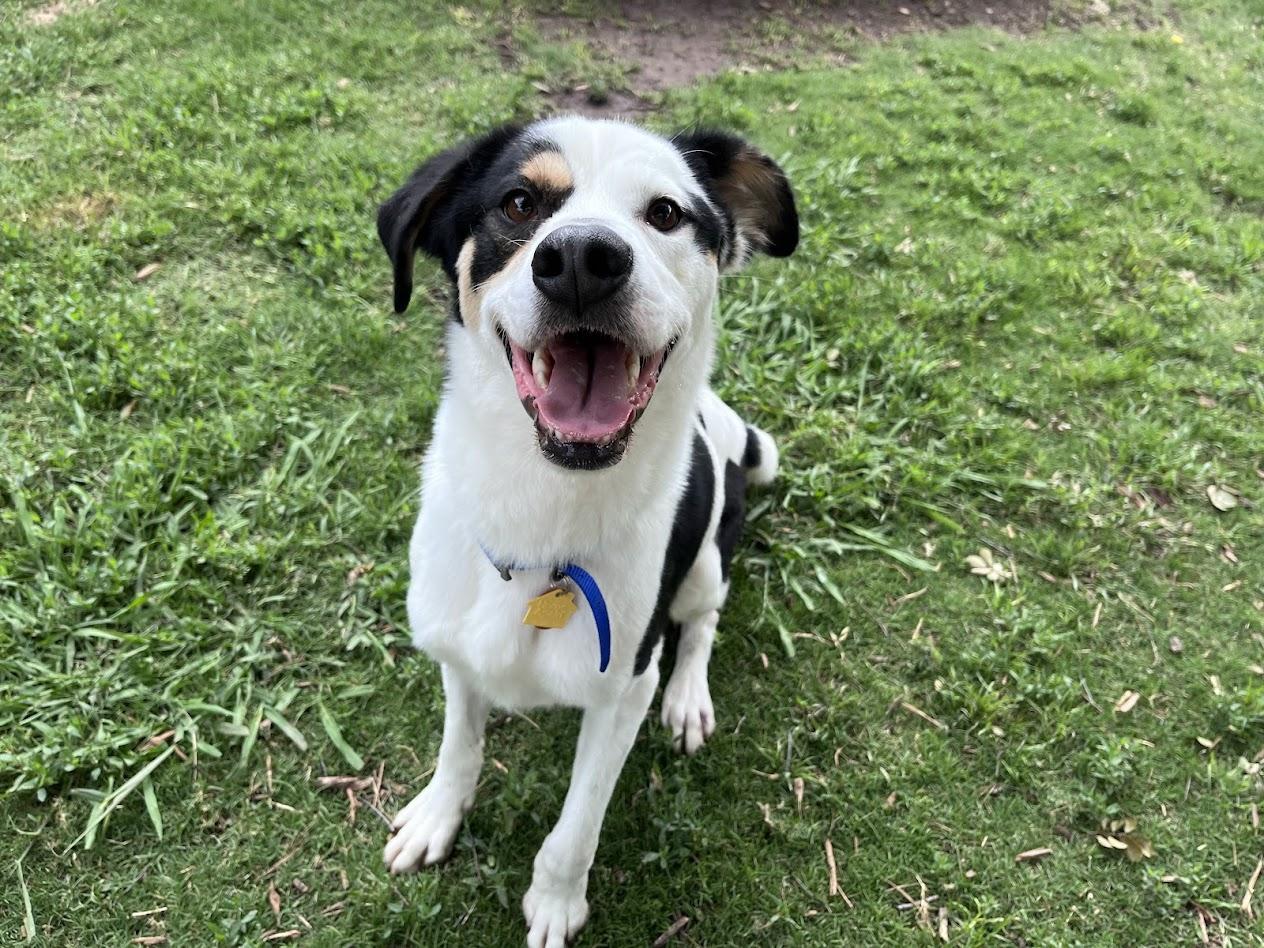 Sullivan A217128, an adopted mixed breed in Plano, TX image 1/6