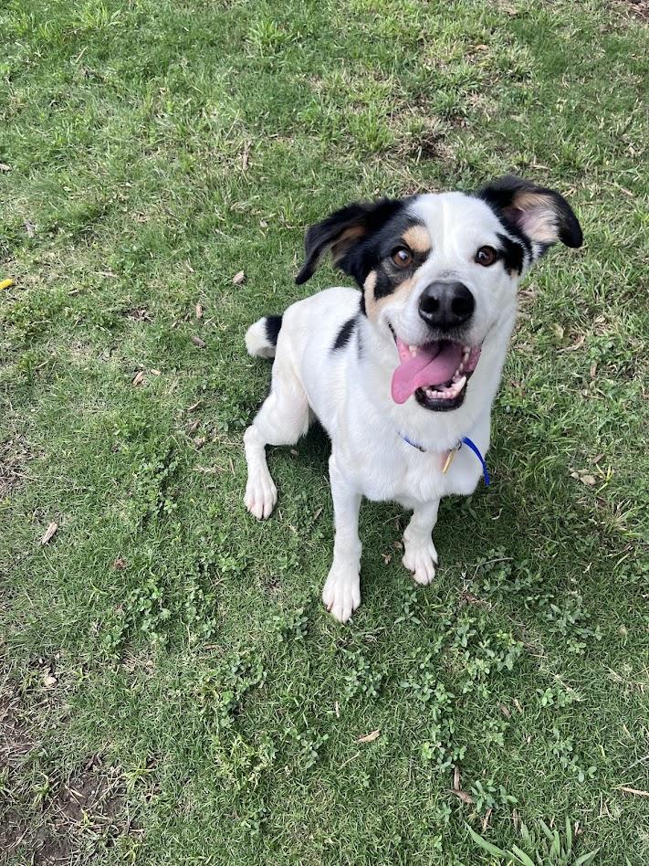 Sullivan A217128, an adopted mixed breed in Plano, TX image 3/6