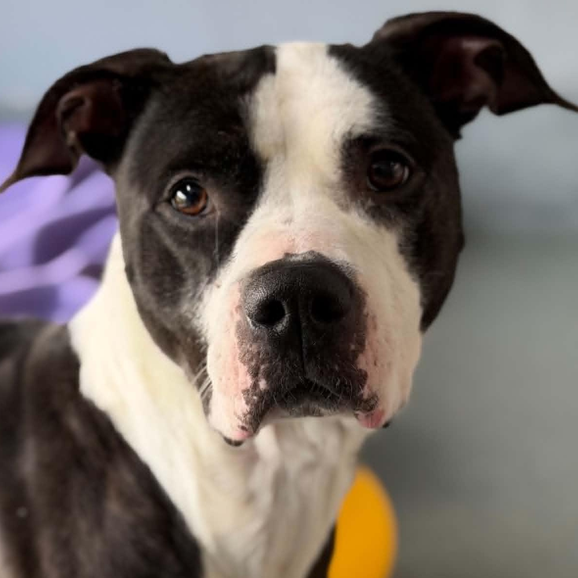 Enlarge 25-01920 PANDA , a ADOPTABLE Pit Bull Terrier in Fredericksburg, VA image 1/4