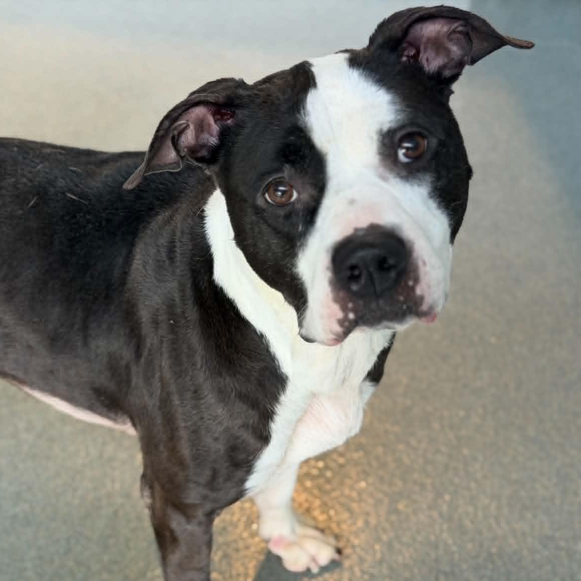 Enlarge 25-01920 PANDA , a ADOPTABLE Pit Bull Terrier in Fredericksburg, VA image 2/4