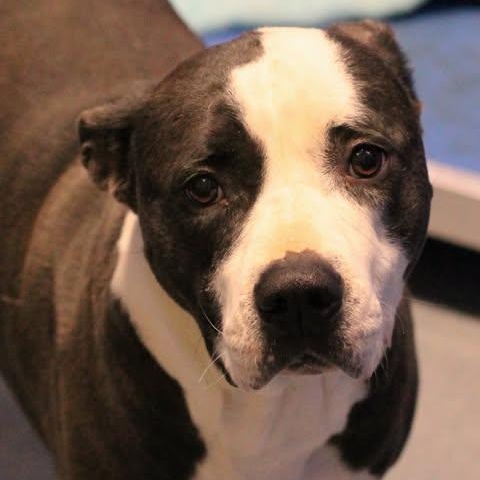 Enlarge 25-01920 PANDA , a ADOPTABLE Pit Bull Terrier in Fredericksburg, VA image 1/1