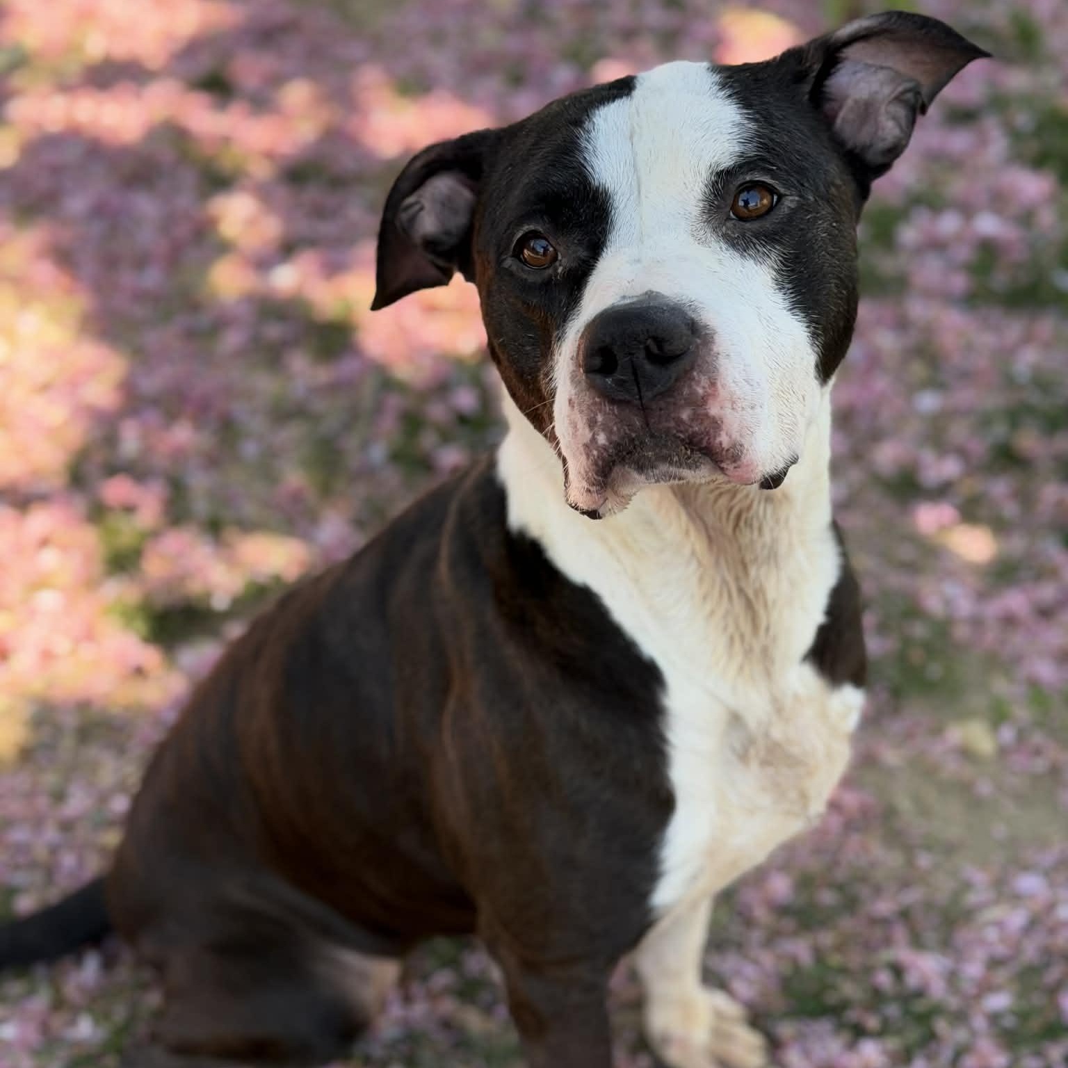 Enlarge 25-01920 PANDA , a ADOPTABLE Pit Bull Terrier in Fredericksburg, VA image 1/2