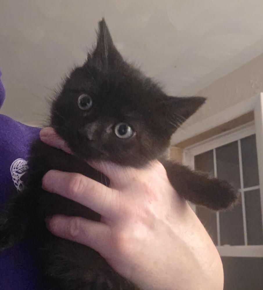 Cole (sesame), Adoptable, Kitten Male Domestic Short Hair.