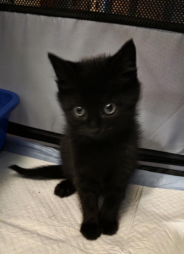 Enlarge Cole (sesame), a Adoptable Domestic Short Hair in Metamora, IL image 2/2