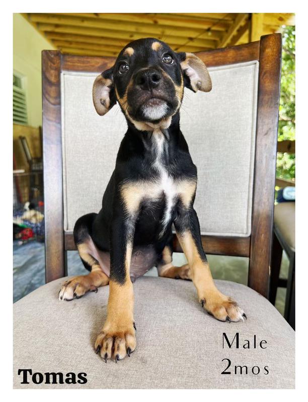 Enlarge Tomas, a Adopted mixed breed in Jersey City, NJ image 1/1