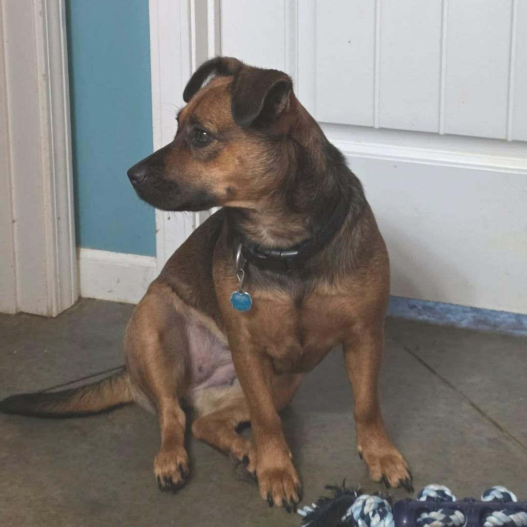 Raya, Adoptable, Adult Female Terrier & Dachshund.