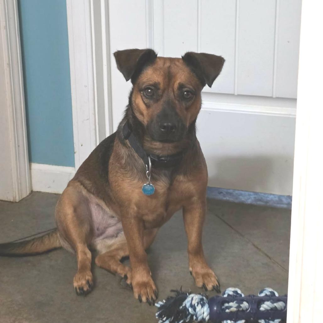 Enlarge Raya, a Adopted mixed breed in Overland Park, KS image 2/3
