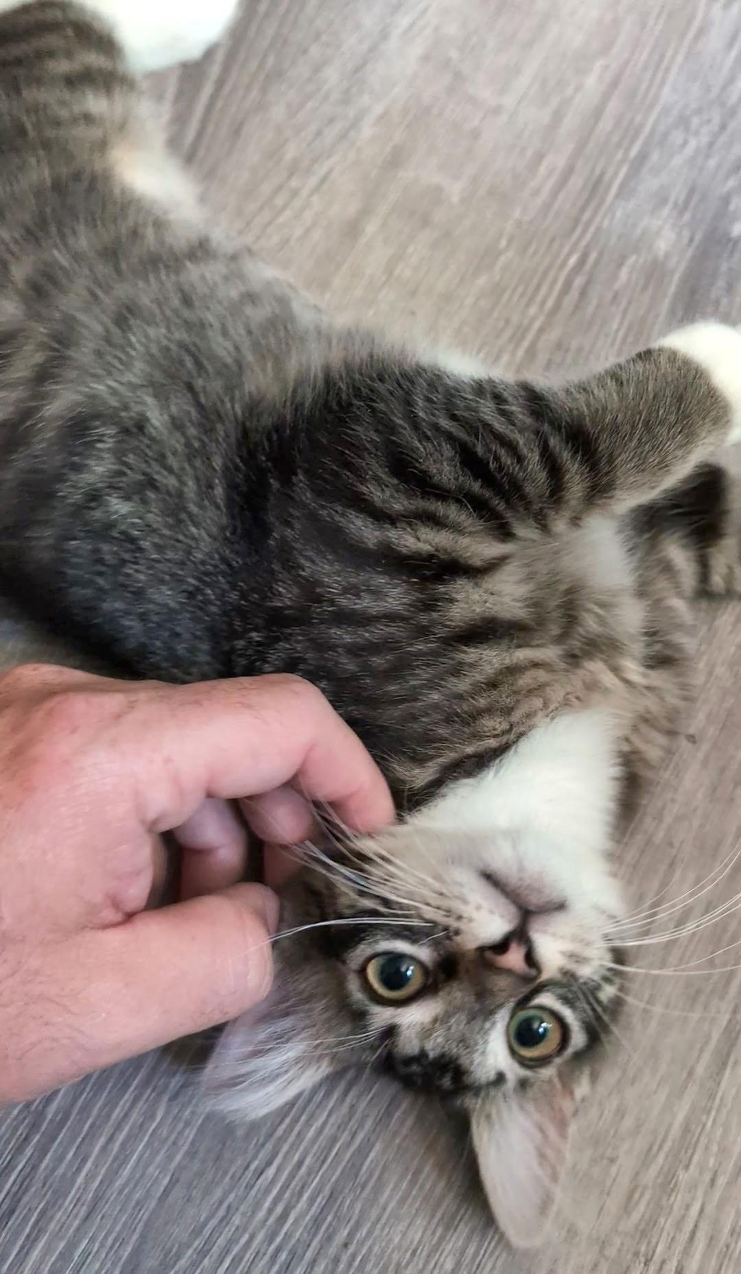 Timmy
