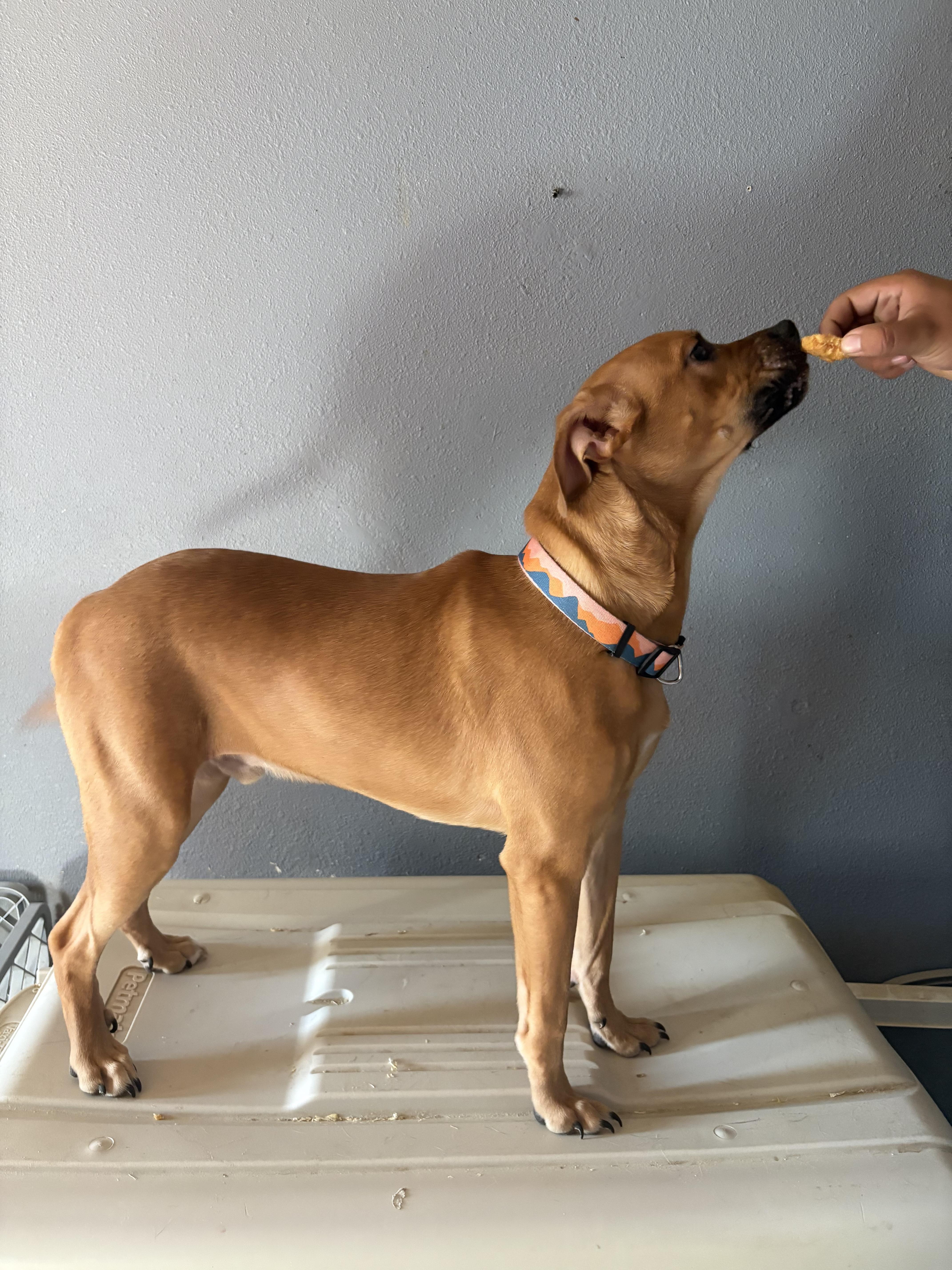 Yogi photo 4