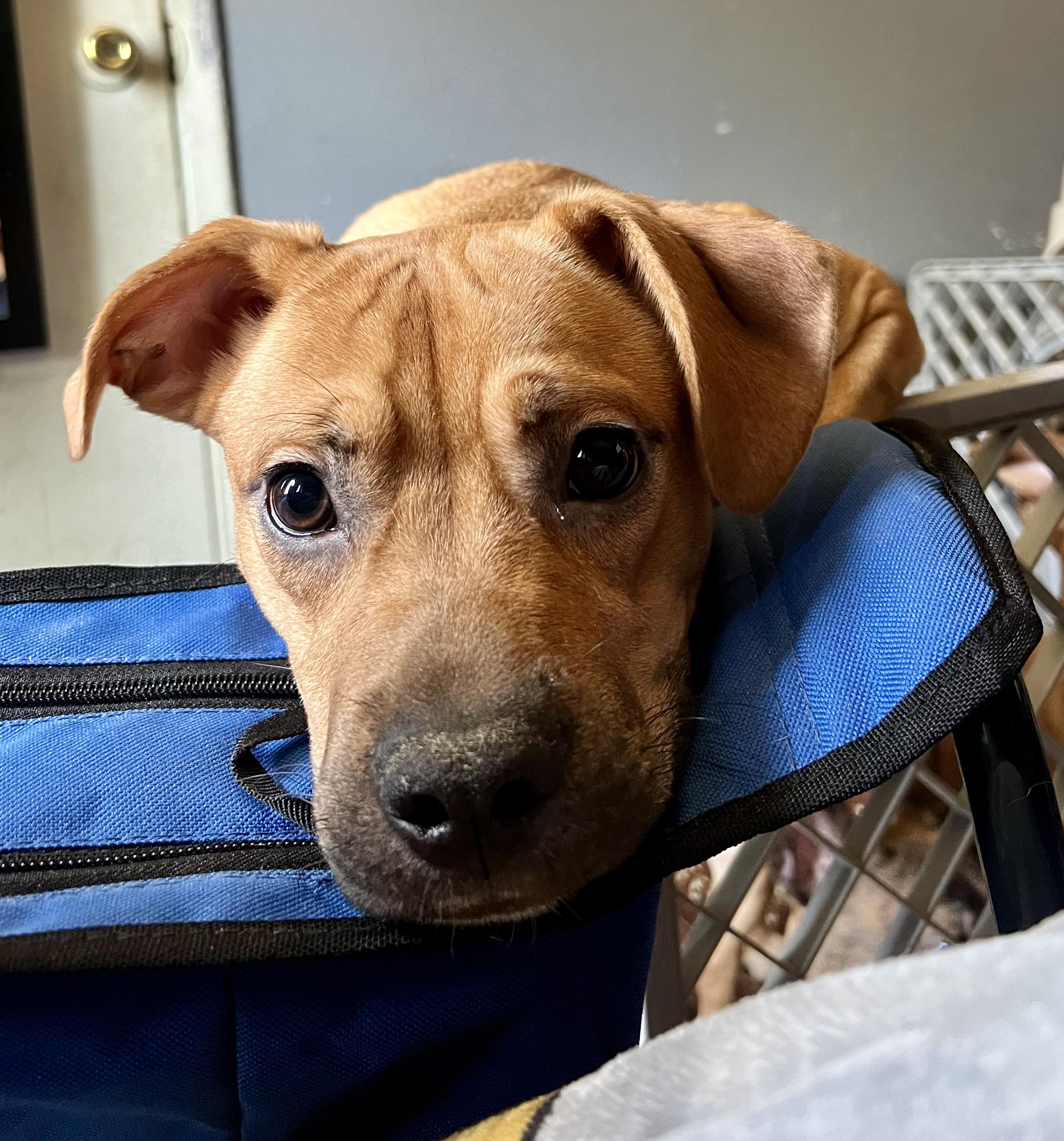 Yogi, Baby Male Terrier
