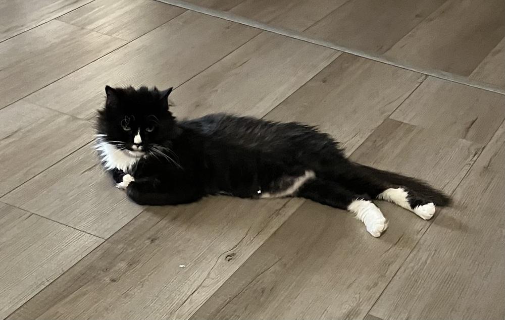 Bow Tie, Adoptable, Adult Male Norwegian Forest Cat & Calico.