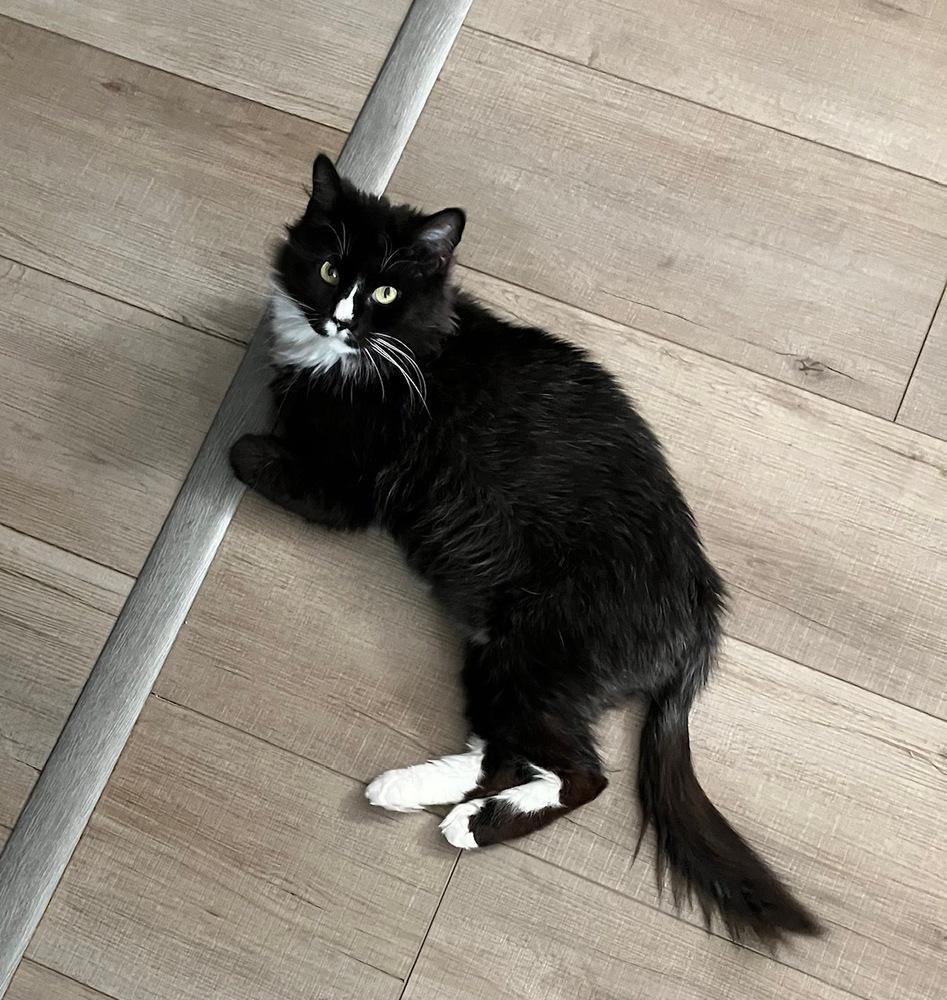 Enlarge Bow Tie, a Adoptable mixed breed in Wilmington, NC image 6/6