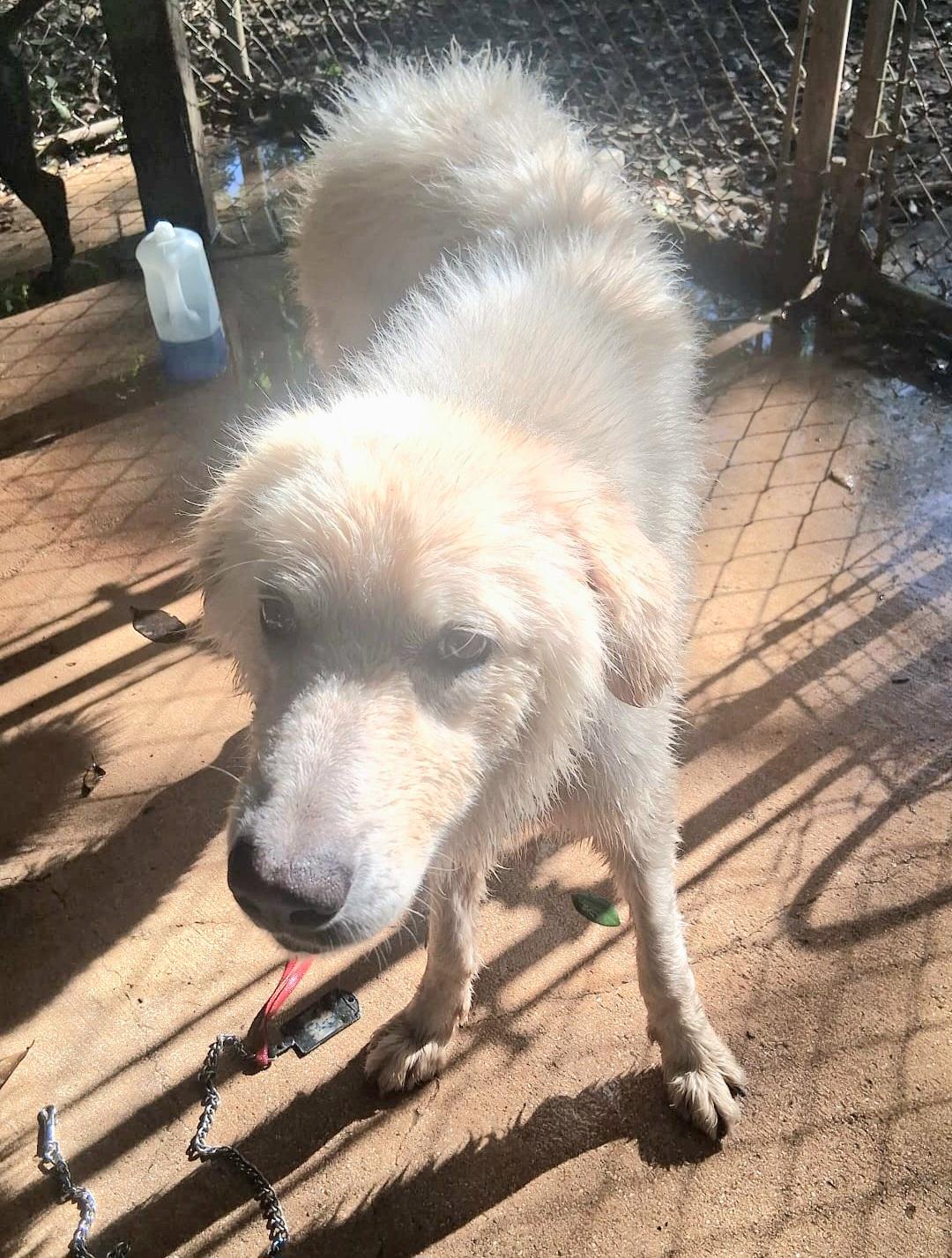 Lennox "super Lovable & thumbnail 4