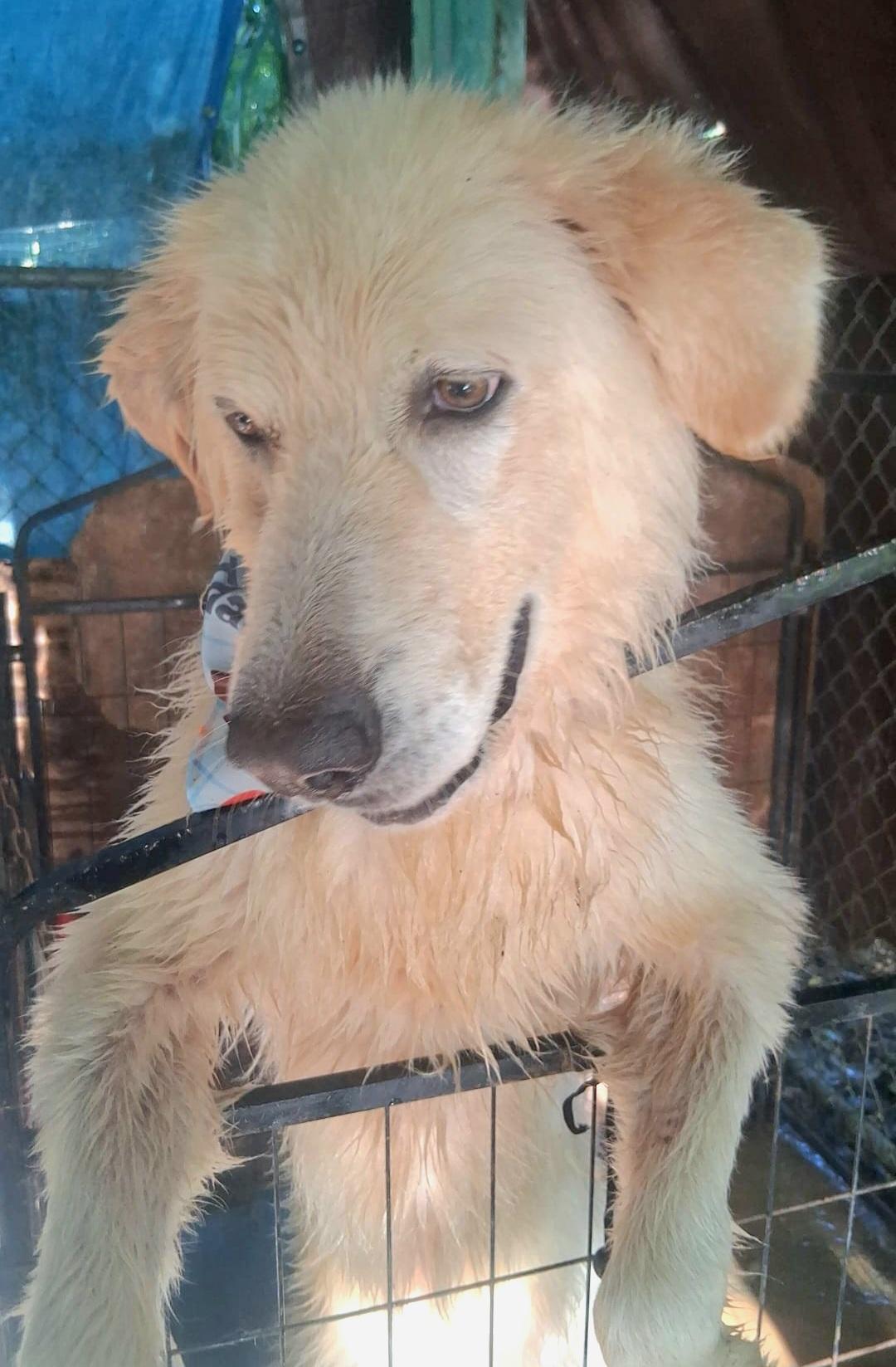 Lennox "super Lovable & thumbnail 5