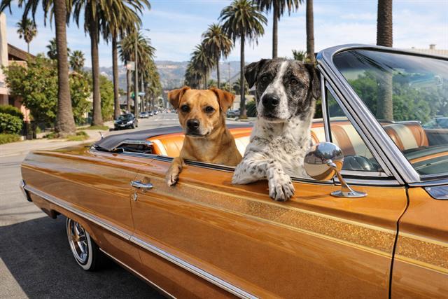 Enlarge CHICO, a Adoptable Chihuahua in Globe, AZ image 1/1