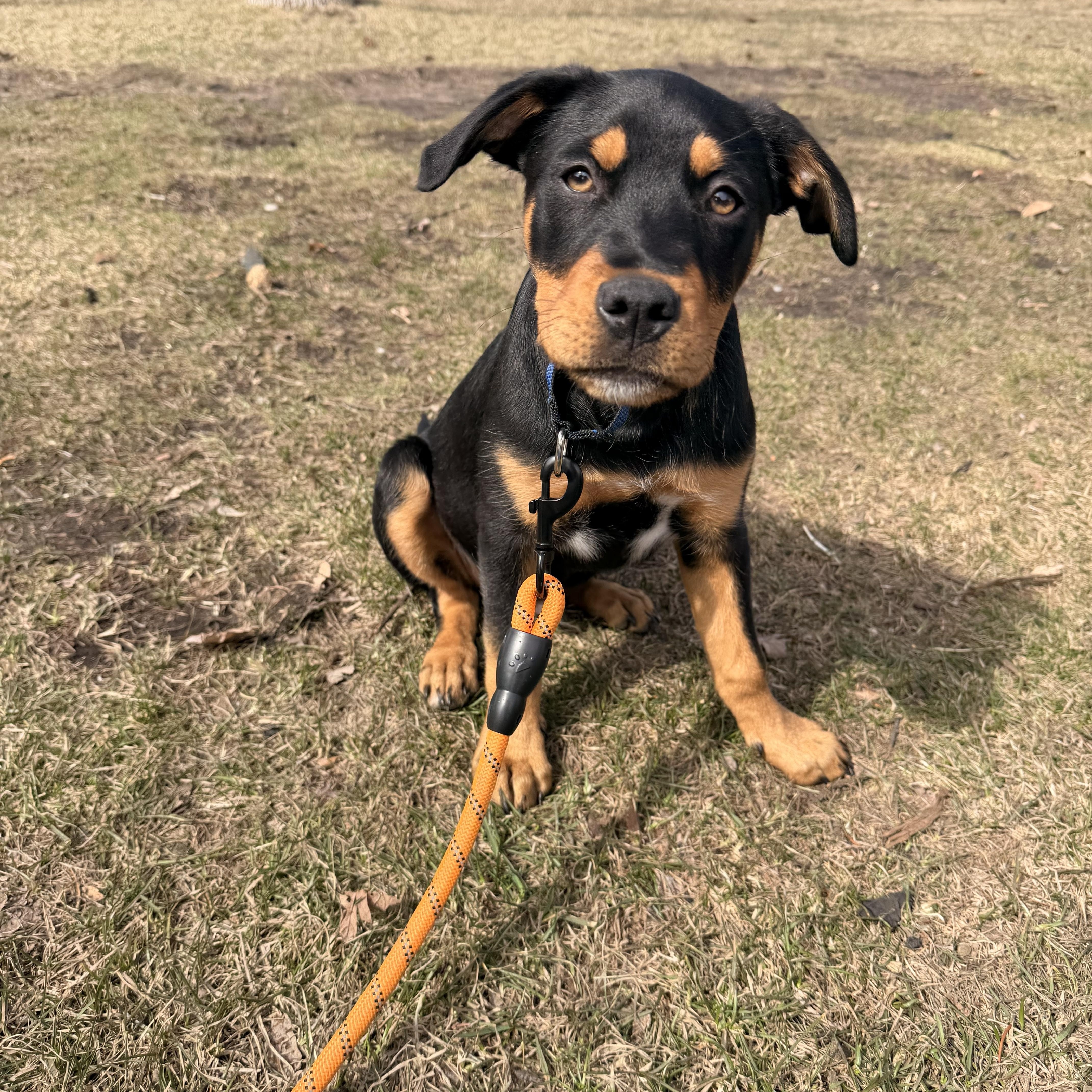 Mick Jager, an adopted mixed breed in Minneapolis, MN image 1/6