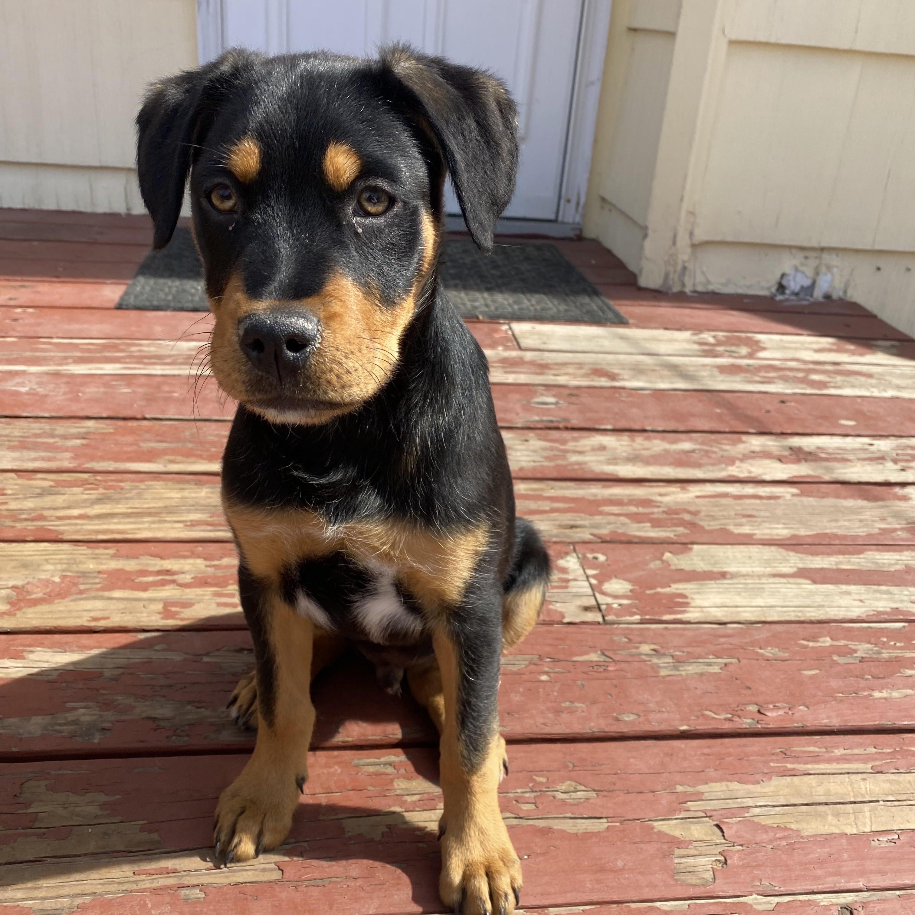 Mick Jager, an adopted mixed breed in Minneapolis, MN image 4/6