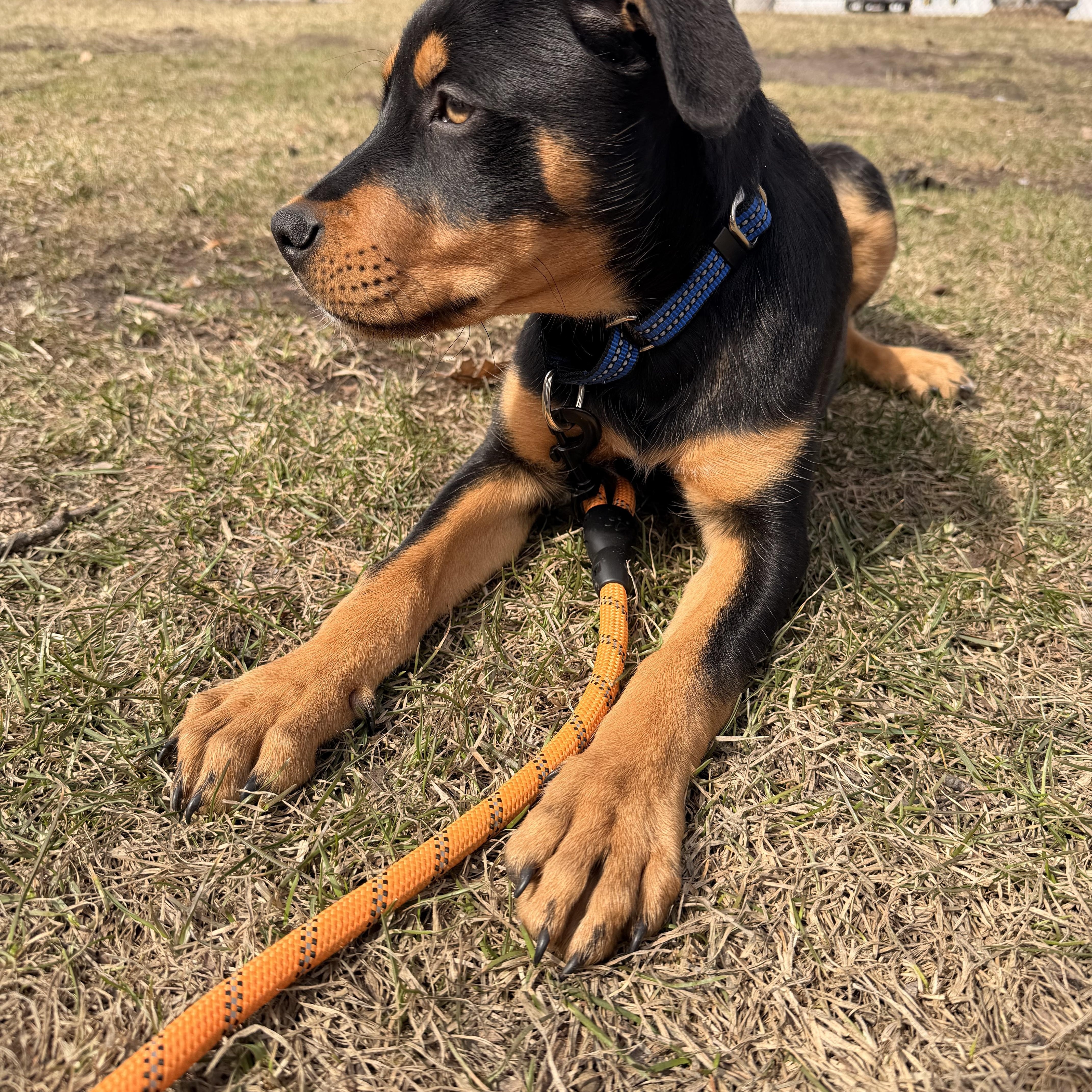 Mick Jager, an adopted mixed breed in Minneapolis, MN image 2/6