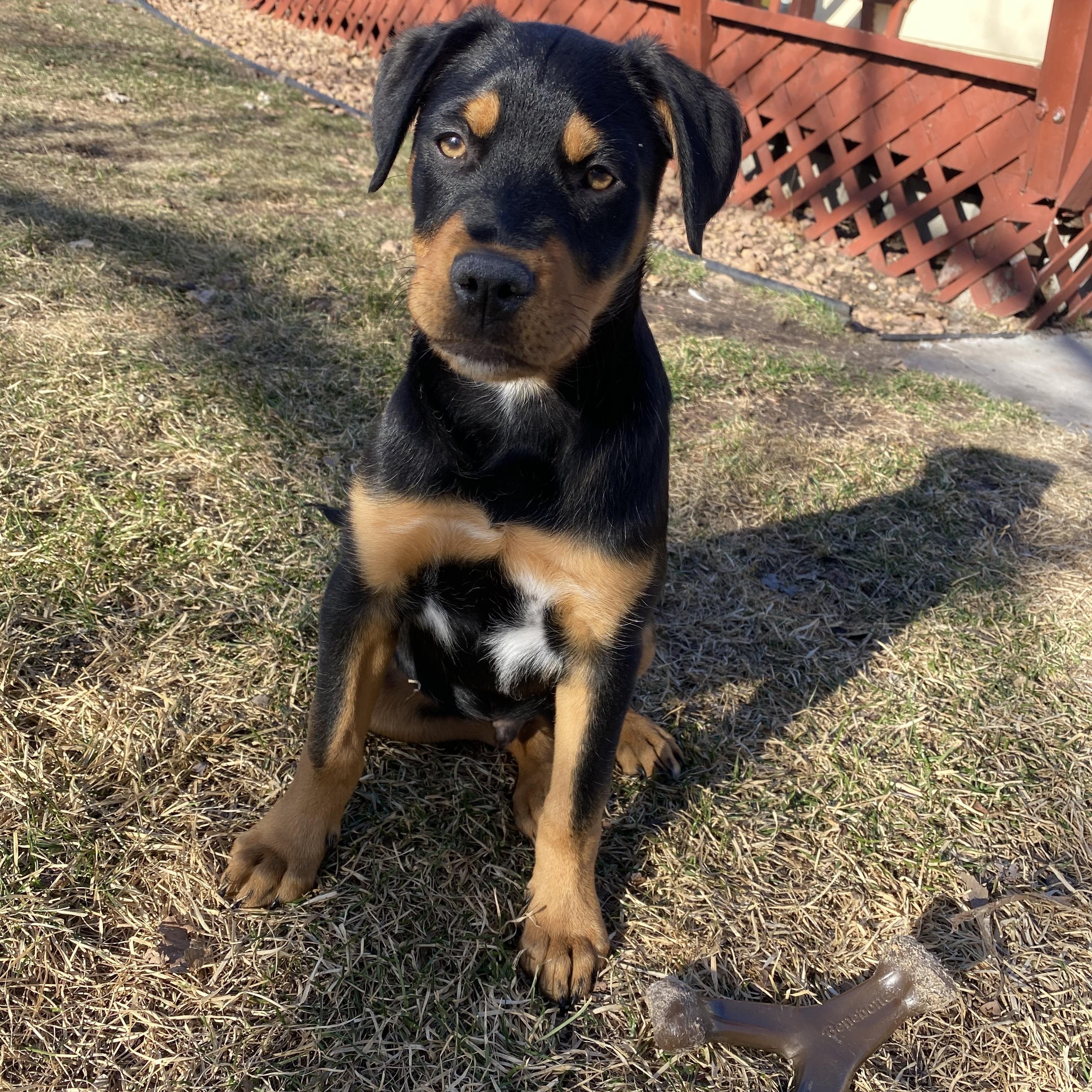Mick Jager, an adopted mixed breed in Minneapolis, MN image 5/6